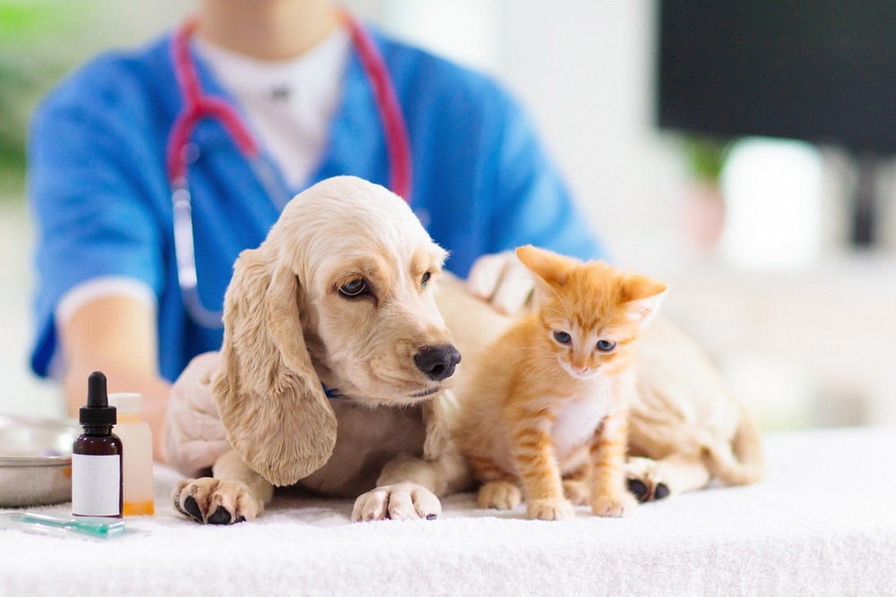perro y gato en primer plano con fonso de veterinaria