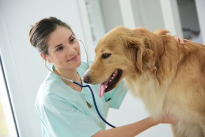 veterinaroa ausculta a perro