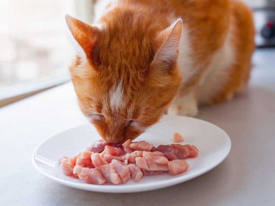 gato comiendo en plato