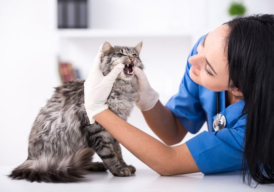veterinaria inspecciona boca de gato