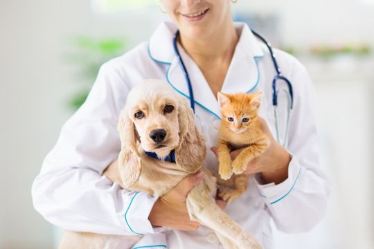 veterinaria sosteniendo perro y gato