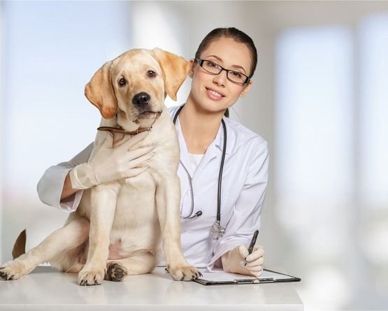 veterinaria con gafas sujeta gran perro beige