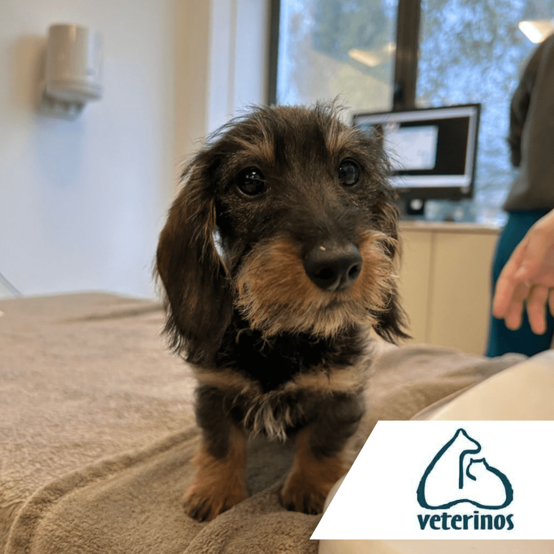 Veterinos perro sobre camilla con toalla marron